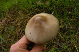 Volvariella speciosaF