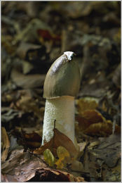 Phallus impudicus