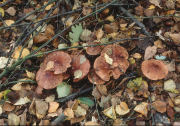 Tricholoma fulvumF Mushroom