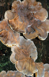 Auricularia mesenterica 3