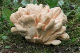 Laetiporus sulphureus   008