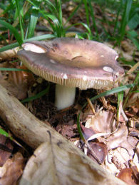 Russula cyanoxantha2F