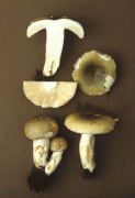 Russula aeruginea3 Mushroom