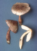 Lepiota americana Mushroom