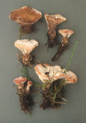 Hydnellum peckii Mushroom