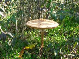 Lepiota procera4