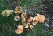 Lactarius deterrimus 2 Mushroom