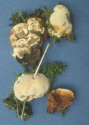 Inonotus radiatus2 Mushroom