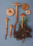 Phaeocollybia christinae Mushroom