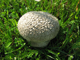 Calvatia utriformisF.jpg