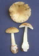 Amanita pantherina var pantherinoides Mushroom