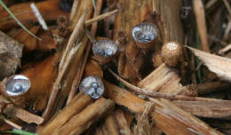 Cyathus stercoreus