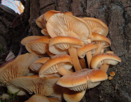 Flammulina velutips 7