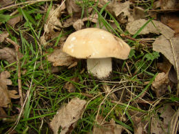 Calocybe gambosa WAS Tricholoma gambosum