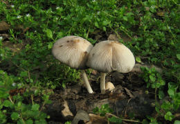 Coprinus domesticus3