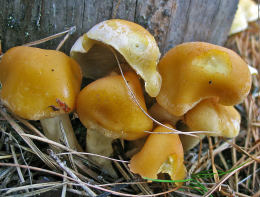 Hypholoma capnoides2