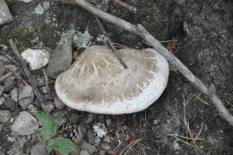 Piptoporus betulinus