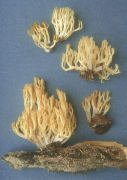 Clavicorona pyxidata Mushroom