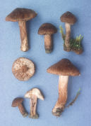 Inocybe lacera var heterosperma Mushroom