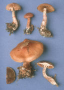 Cortinarius armillatus2 Mushroom