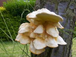 Laetiporus sulphureus   008