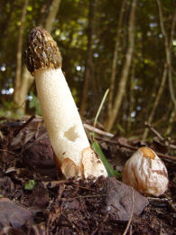 Phallus impudicus