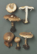 Lepiota aspera Mushroom