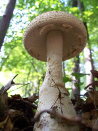 Amanita daucipus3