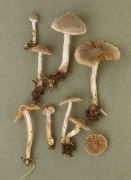 Cortinarius hemitrichus Mushroom