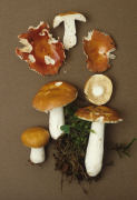 Russula velenovskyi Mushroom