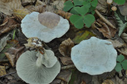 Clitocybe odora3