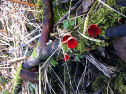 Sarcoscypha coccinea