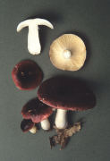 Russula krombholtzii syn atropurpurea2 Mushroom