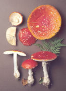Amanita muscaria Mushroom