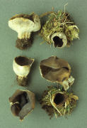 Paxina leucomelas Mushroom