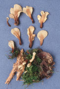 Spathularia velutipes Mushroom