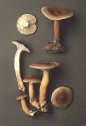 Lactarius subdulcis Mushroom
