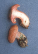 Lactarius rubrilacteus Mushroom