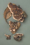 Hydnellum scrobiculatum2 Mushroom