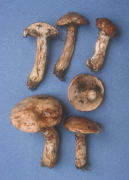 Fuscoboletinus aeruginascens Mushroom
