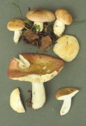 Russula pulchella2 Mushroom