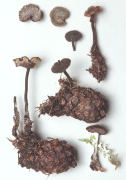 Auriscalpium vulgare Mushroom
