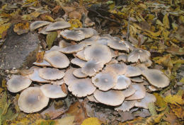 Armillaria mellea 001