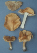 Inocybe fastigiata3 Mushroom