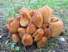 Coprinus micaceus  1