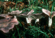 Lepista nuda 2 F Mushroom