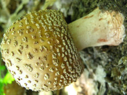 Amanita rubescens 6