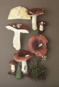 Russula erythropus Mushroom