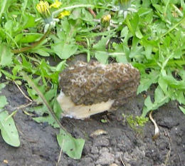 Morchella esculenta 3