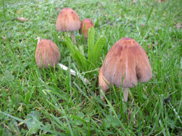 Coprinus micaceus  1